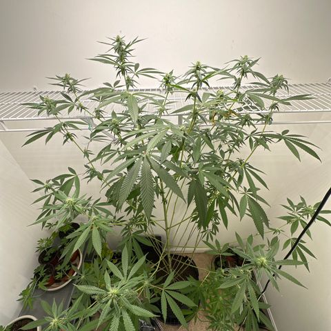 Gorrila nut #9 growlog timeline photo