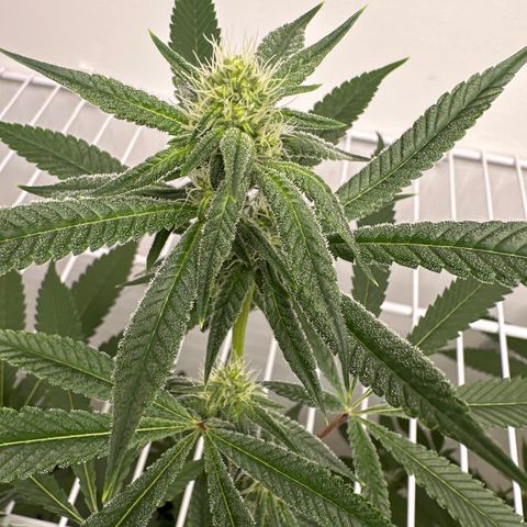 Gorrila nut #9 growlog timeline photo