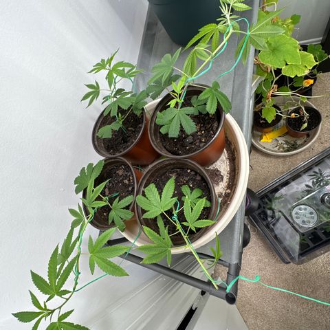 Gorrila nut #9 growlog timeline photo