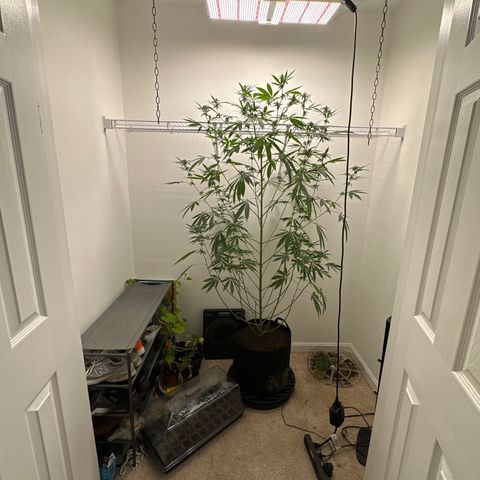 Gorrila nut #9 growlog timeline photo