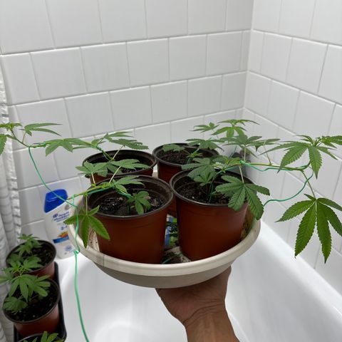 Gorrila nut #9 growlog timeline photo