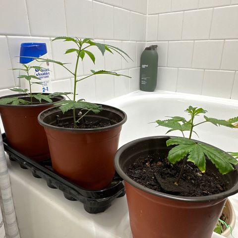 Gorrila nut #9 growlog timeline photo