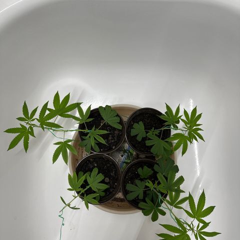 Gorrila nut #9 growlog timeline photo