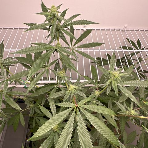 Gorrila nut #9 growlog timeline photo
