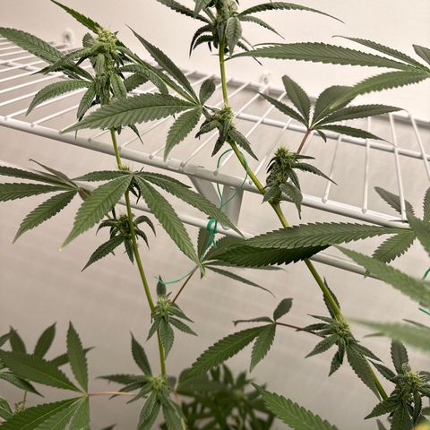 Gorrila nut #9 growlog timeline photo