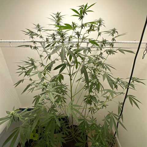 Gorrila nut #9 growlog timeline photo