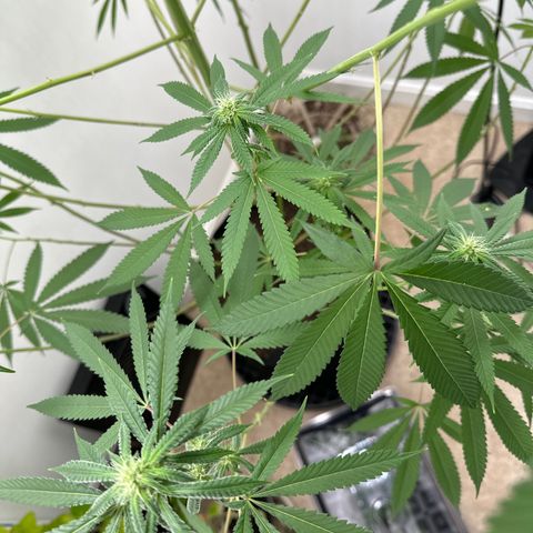 Gorrila nut #9 growlog timeline photo