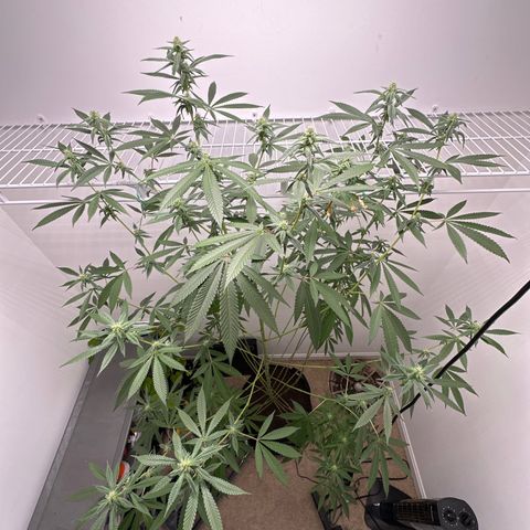 Gorrila nut #9 growlog timeline photo