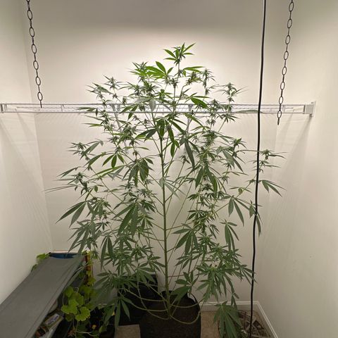 Gorrila nut #9 growlog timeline photo