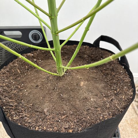 Gorrila nut #9 growlog timeline photo
