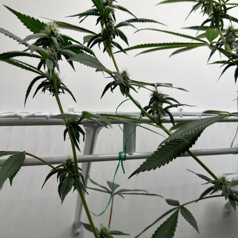 Gorrila nut #9 growlog timeline photo