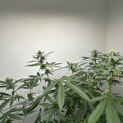 Gorrila nut #9 growlog timeline photo
