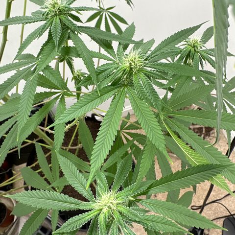 Gorrila nut #9 growlog timeline photo