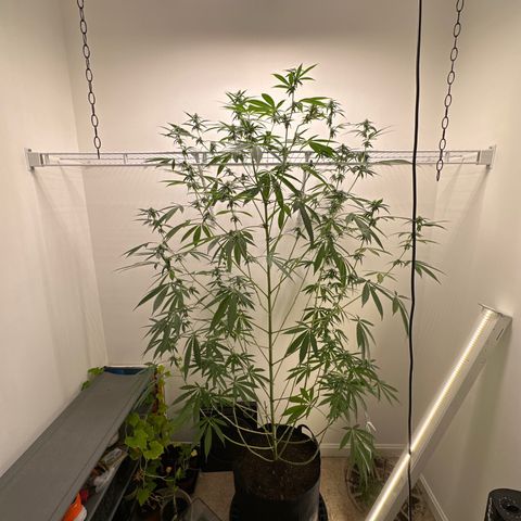 Gorrila nut #9 growlog timeline photo