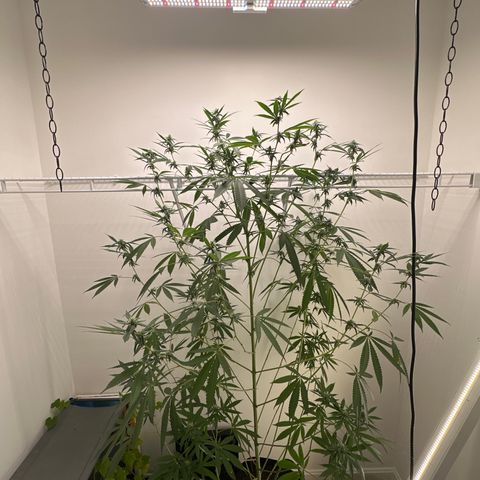 Gorrila nut #9 growlog timeline photo