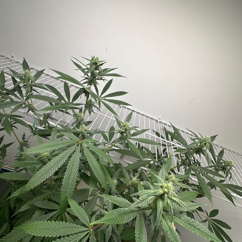 Gorrila nut #9 growlog timeline photo