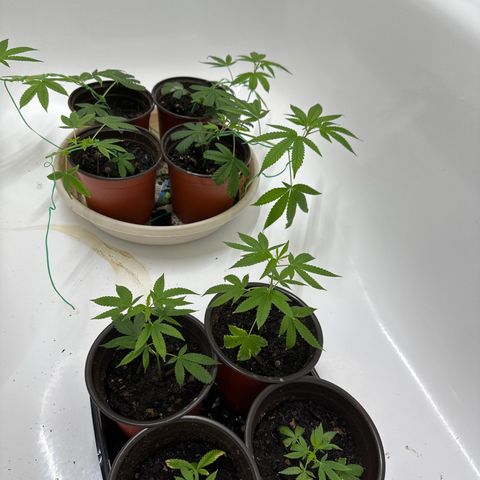 Gorrila nut #9 growlog timeline photo