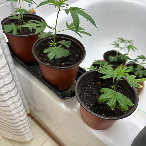 Gorrila nut #9 growlog timeline photo