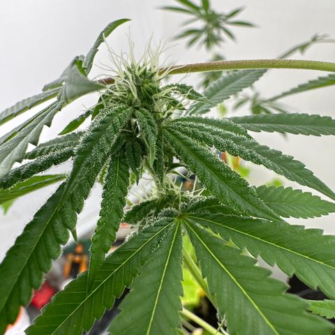 Gorrila nut #9 growlog timeline photo