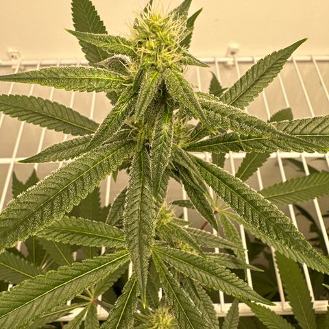 Gorrila nut #9 growlog timeline photo