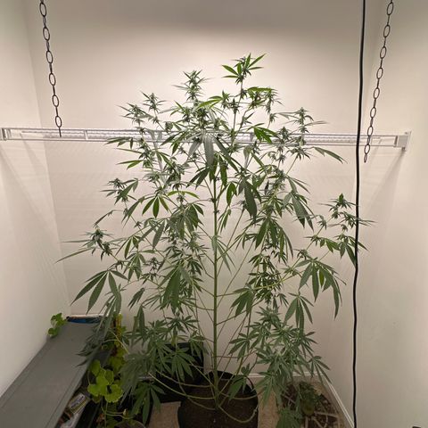 Gorrila nut #9 growlog timeline photo