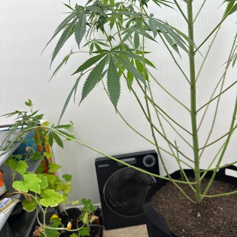 Gorrila nut #9 growlog timeline photo