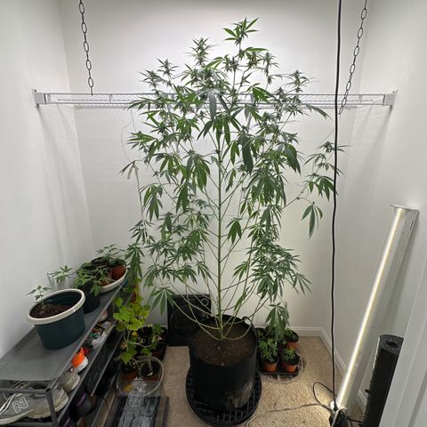 Gorrila nut #9 growlog timeline photo