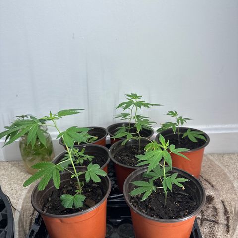 Gorrila nut #9 growlog timeline photo