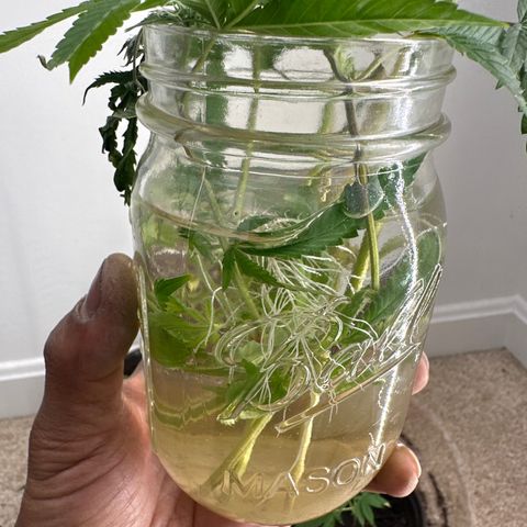 Gorrila nut #9 growlog timeline photo