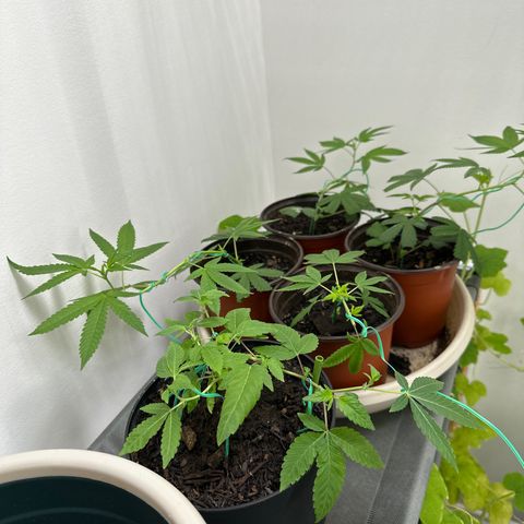 Gorrila nut #9 growlog timeline photo