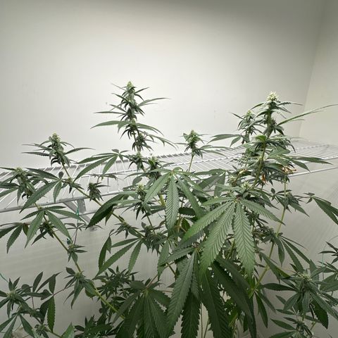 Gorrila nut #9 growlog timeline photo