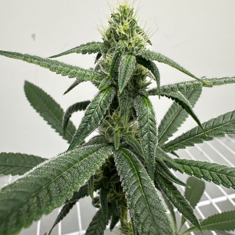 Gorrila nut #9 growlog timeline photo