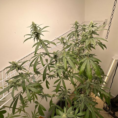 Gorrila nut #9 growlog timeline photo