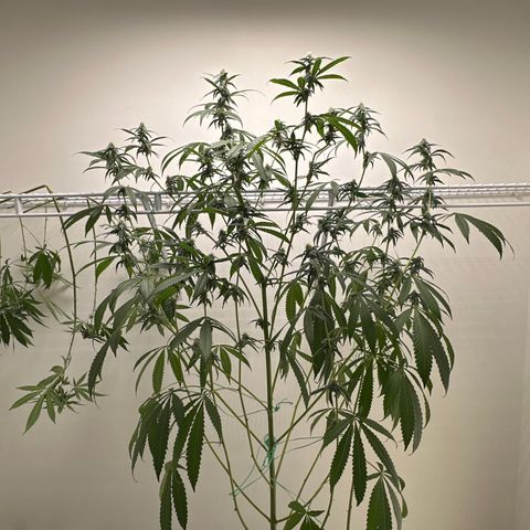 Gorrila nut #9 growlog timeline photo
