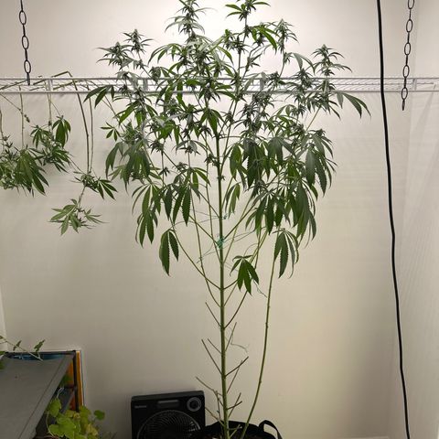 Gorrila nut #9 growlog timeline photo