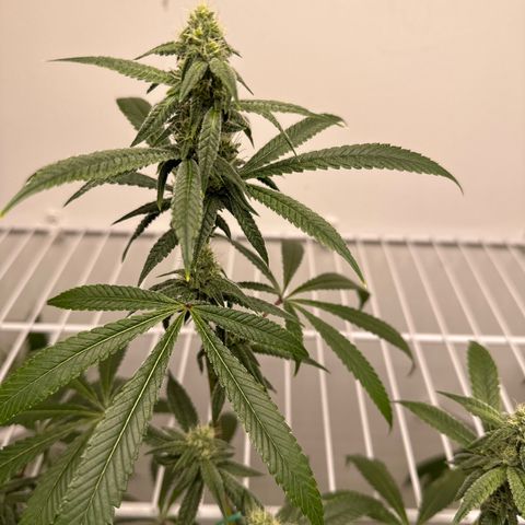 Gorrila nut #9 growlog timeline photo