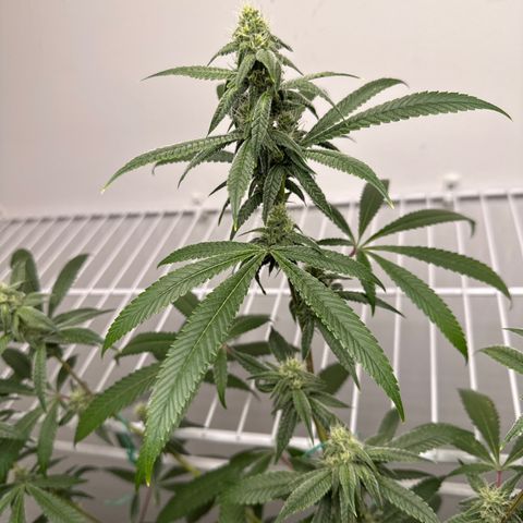 Gorrila nut #9 growlog timeline photo