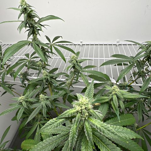 Gorrila nut #9 growlog timeline photo