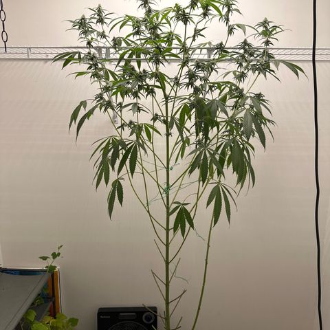 Gorrila nut #9 growlog timeline photo