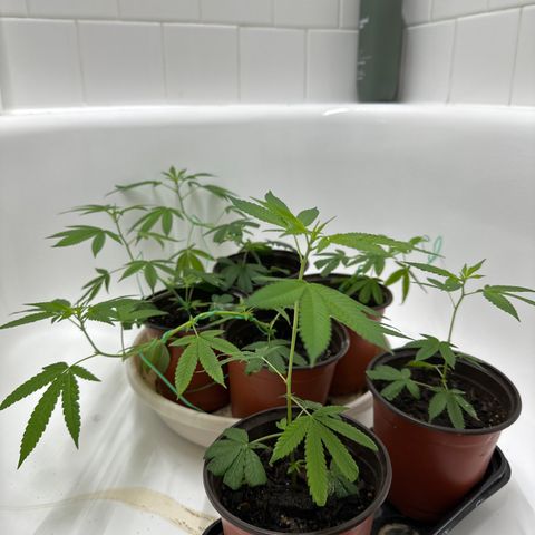 Gorrila nut #9 growlog timeline photo