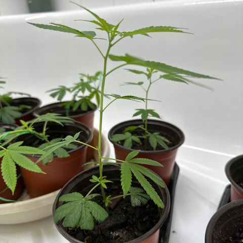Gorrila nut #9 growlog timeline photo