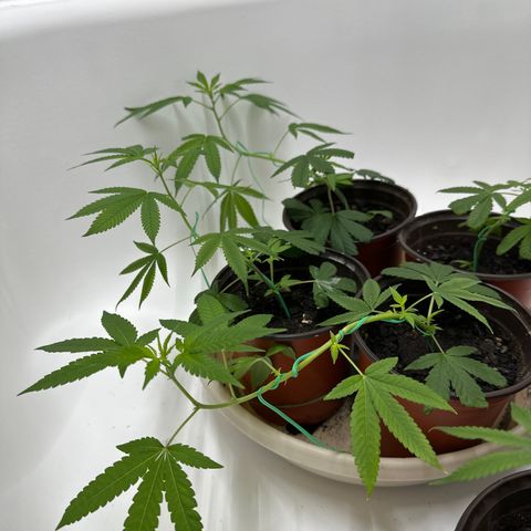 Gorrila nut #9 growlog timeline photo