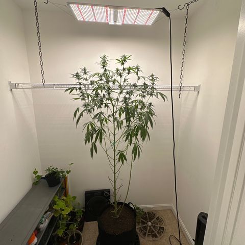 Gorrila nut #9 growlog timeline photo