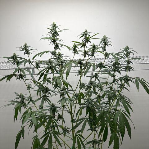 Gorrila nut #9 growlog timeline photo