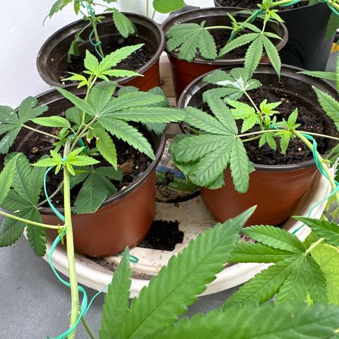 Gorrila nut #9 growlog timeline photo