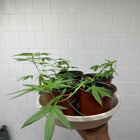 Gorrila nut #9 growlog timeline photo