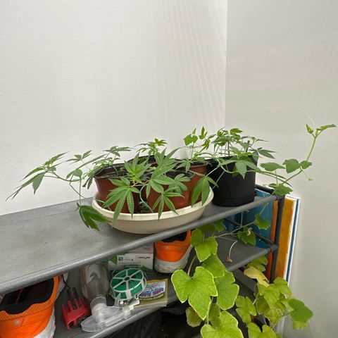 Gorrila nut #9 growlog timeline photo