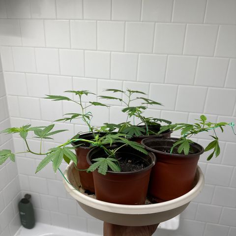Gorrila nut #9 growlog timeline photo