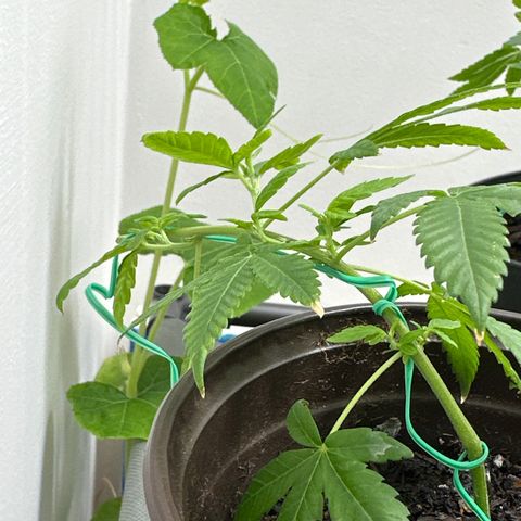 Gorrila nut #9 growlog timeline photo