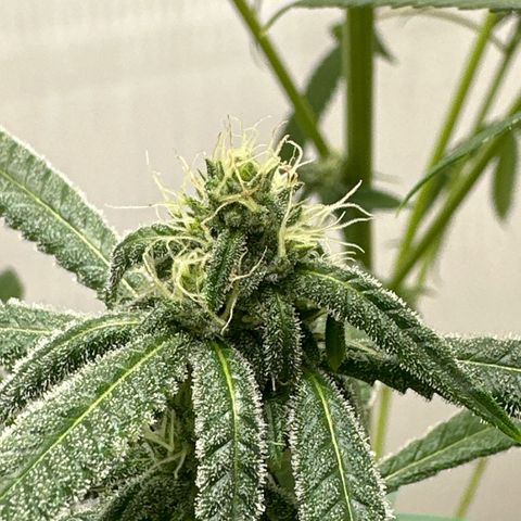Gorrila nut #9 growlog timeline photo